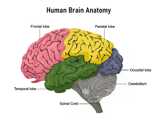Diagram of the brain's lobes: frontal, temporal, parietal and occipital